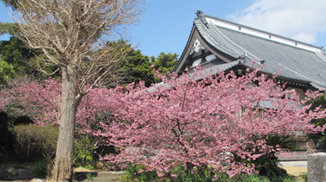 3月の境内の様子